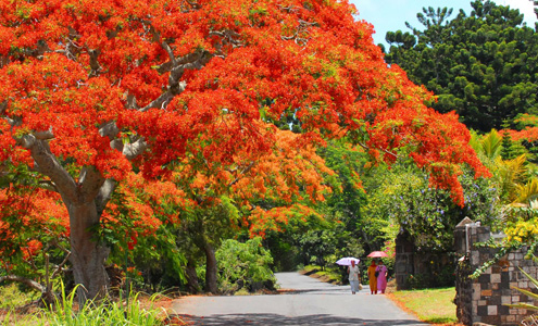 Beauty of Mauritius